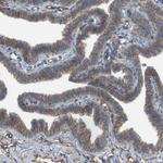 SGMS2 Antibody in Immunohistochemistry (Paraffin) (IHC (P))