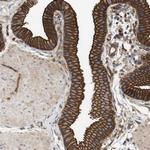 SGMS2 Antibody in Immunohistochemistry (Paraffin) (IHC (P))