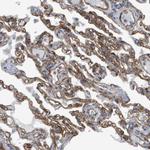 SGMS2 Antibody in Immunohistochemistry (Paraffin) (IHC (P))