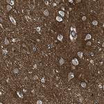 GPRC5B Antibody in Immunohistochemistry (Paraffin) (IHC (P))