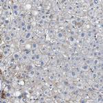 SLC30A1 Antibody in Immunohistochemistry (Paraffin) (IHC (P))