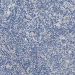 SLC30A1 Antibody in Immunohistochemistry (Paraffin) (IHC (P))