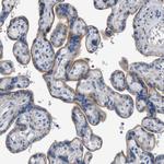 SLC30A1 Antibody in Immunohistochemistry (Paraffin) (IHC (P))