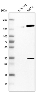 HLTF Antibody in Western Blot (WB)
