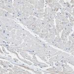 MYH11 Antibody in Immunohistochemistry (Paraffin) (IHC (P))