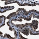 PRKX Antibody in Immunohistochemistry (Paraffin) (IHC (P))