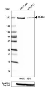 PBRM1 Polyclonal Antibody