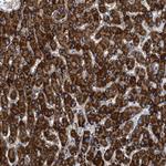 KCNMB3 Polyclonal Antibody