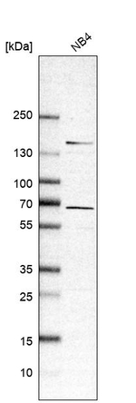 RASGRP2 Antibody in Western Blot (WB)