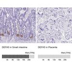Defensin 5 Antibody