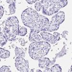 Defensin 5 Antibody in Immunohistochemistry (Paraffin) (IHC (P))