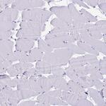 Defensin 5 Antibody in Immunohistochemistry (Paraffin) (IHC (P))