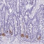 Defensin 5 Antibody in Immunohistochemistry (Paraffin) (IHC (P))
