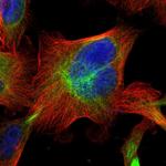 PTPRE Antibody in Immunocytochemistry (ICC/IF)