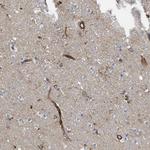 PTPRE Antibody in Immunohistochemistry (Paraffin) (IHC (P))