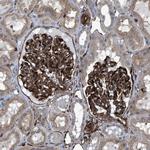 PTPRE Antibody in Immunohistochemistry (Paraffin) (IHC (P))