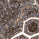 PTPRE Antibody in Immunohistochemistry (Paraffin) (IHC (P))