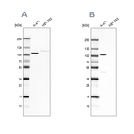 delta Catenin Antibody in Western Blot (WB)