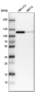 delta Catenin Antibody in Western Blot (WB)