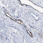 DARC Antibody in Immunohistochemistry (Paraffin) (IHC (P))