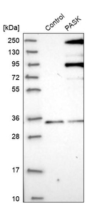 PASK Antibody in Western Blot (WB)