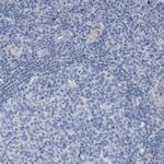 MYL3 Antibody in Immunohistochemistry (Paraffin) (IHC (P))
