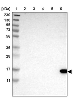 TCL1A Antibody in Western Blot (WB)