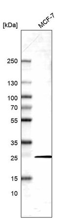 HP1 alpha Antibody in Western Blot (WB)