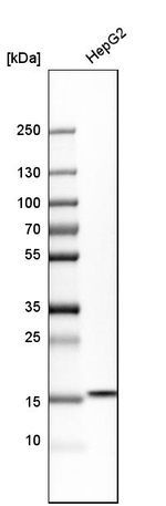 Acid Phosphatase 1 Antibody in Western Blot (WB)
