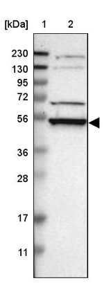 RRP1 Antibody in Western Blot (WB)