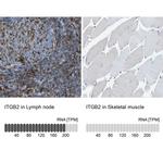 CD18 Antibody