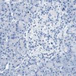 CD46 Polyclonal Antibody