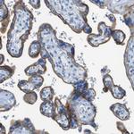 CD46 Antibody in Immunohistochemistry (Paraffin) (IHC (P))