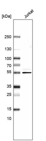 CD46 Antibody in Western Blot (WB)