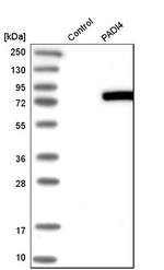 PADI4 Antibody in Western Blot (WB)