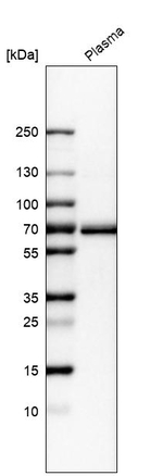 TGFBI Antibody in Western Blot (WB)