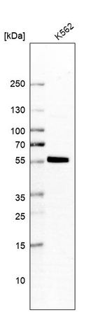 SAMSN1 Antibody in Western Blot (WB)