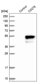 B7-H3 Antibody in Western Blot (WB)