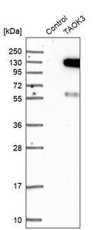 JIK Antibody in Western Blot (WB)