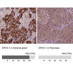 ERV3 Antibody