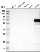 ERV3 Antibody in Western Blot (WB)