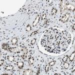 SSB Antibody in Immunohistochemistry (Paraffin) (IHC (P))