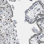 SSB Antibody in Immunohistochemistry (Paraffin) (IHC (P))