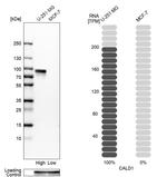 Caldesmon Antibody
