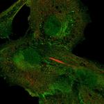 CD73 Polyclonal Antibody