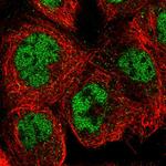 SNW1 Polyclonal Antibody