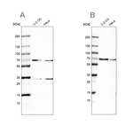 SNW1 Antibody in Western Blot (WB)