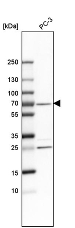 SNW1 Antibody in Western Blot (WB)