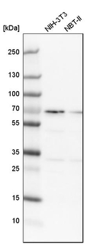SNW1 Antibody in Western Blot (WB)