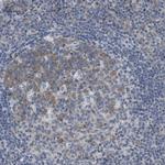 OTUD5 Antibody in Immunohistochemistry (Paraffin) (IHC (P))